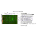 U-Blot® GAP43 Rabbit Monoclonal Antibody – Figure 1 of 2