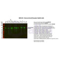 U-Blot® Glucocorticoid Receptor Rabbit Monoclonal Antibody – Figure 1 of 4