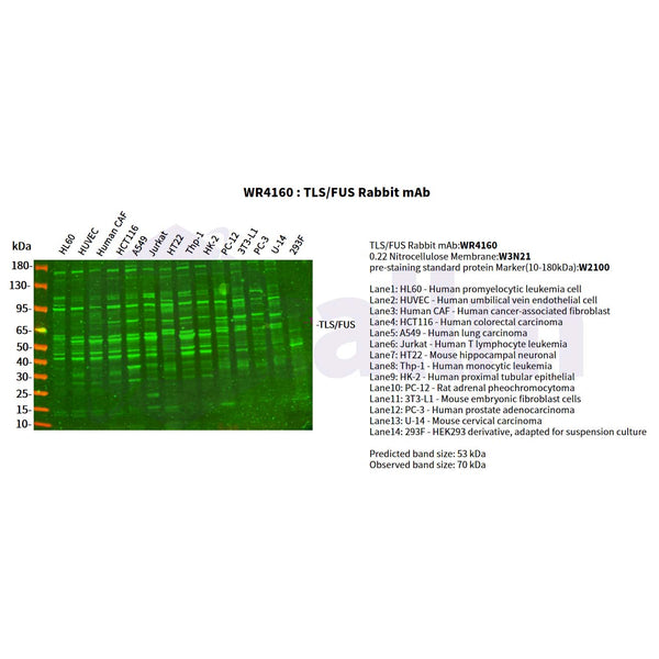 U-Blot® TLS/FUS Rabbit Monoclonal Antibody – Figure 1 of 4
