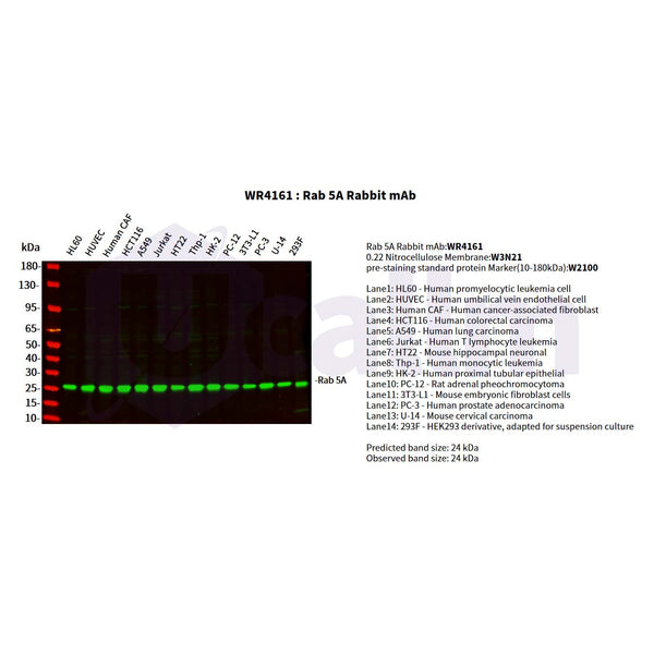 U-Blot® Rab 5A Rabbit Monoclonal Antibody – Figure 1 of 5