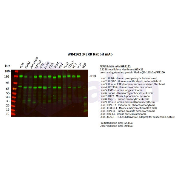 U-Blot® PERK Rabbit Monoclonal Antibody – Figure 1 of 2