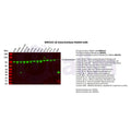 U-Blot® β-Galactosidase Rabbit Monoclonal Antibody – Figure 1 of 2