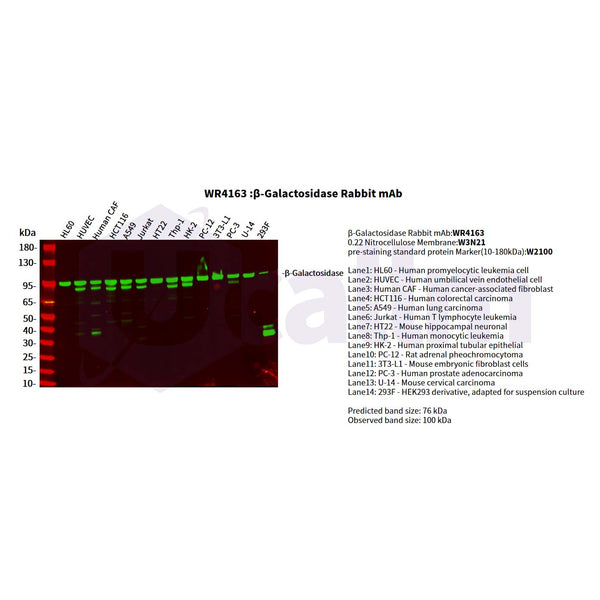 U-Blot® β-Galactosidase Rabbit Monoclonal Antibody – Figure 1 of 2