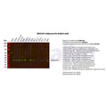 U-Blot® Adiponectin Rabbit Monoclonal Antibody – Figure 1 of 2