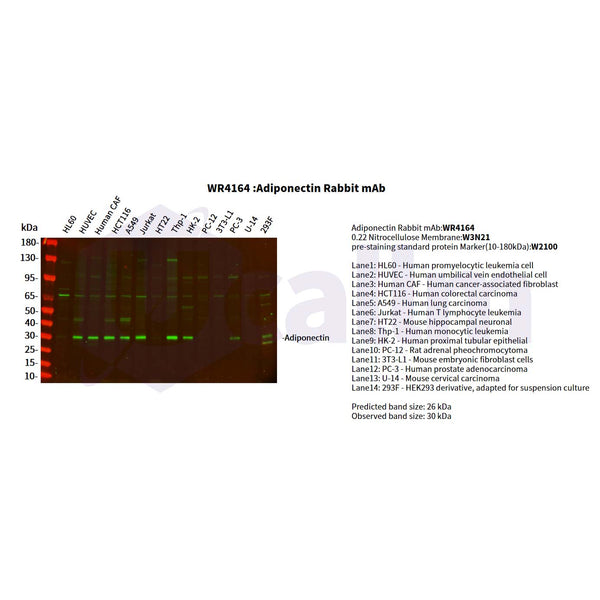 U-Blot® Adiponectin Rabbit Monoclonal Antibody – Figure 1 of 2