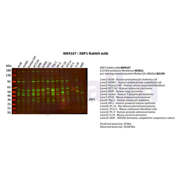U-Blot® XBP1 Rabbit Monoclonal Antibody – Figure 1 of 4