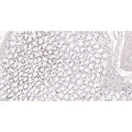 U-Blot® Ki67 Rabbit Monoclonal Antibody – Figure 1 of 4