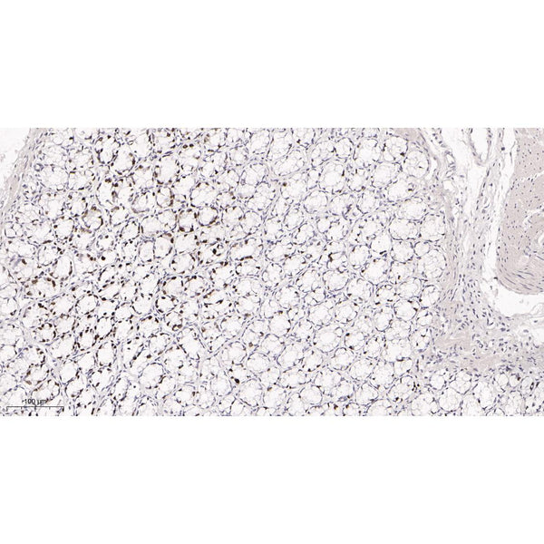 U-Blot® Ki67 Rabbit Monoclonal Antibody – Figure 1 of 4