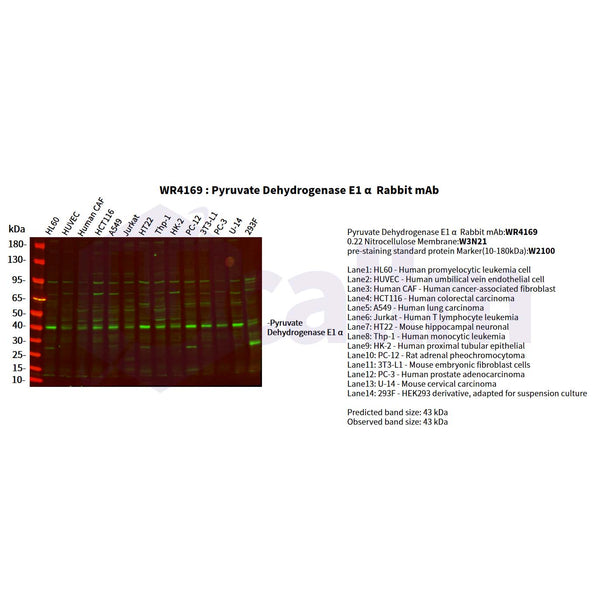 U-Blot® Pyruvate Dehydrogenase E1 α Rabbit Monoclonal Antibody – Figure 1 of 5