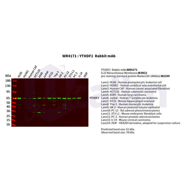 U-Blot® YTHDF1 Rabbit Monoclonal Antibody – Figure 1 of 5