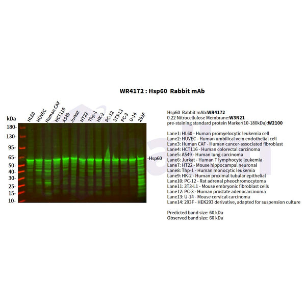 U-Blot® HSP60 Rabbit Monoclonal Antibody – Figure 1 of 5