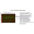 U-Blot® Raf-B (Phospho Thr401) Rabbit Monoclonal Antibody – Figure 1 of 2