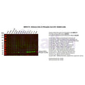 U-Blot® Histone H2A.X (Phospho Ser139) Rabbit Monoclonal Antibody – Figure 1 of 2