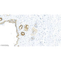 U-Blot® Claudin 1 Rabbit Monoclonal Antibody – Figure 2 of 2