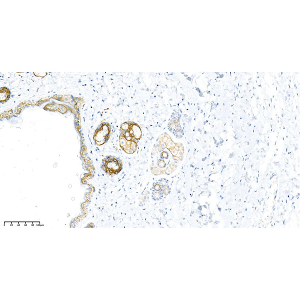 U-Blot® Claudin 1 Rabbit Monoclonal Antibody – Figure 2 of 2