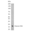 U-Blot® Histone H2A Rabbit Monoclonal Antibody – Figure 1 of 1