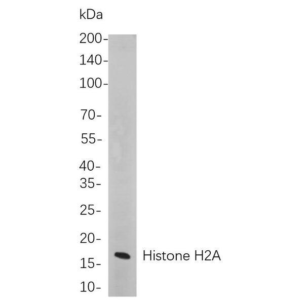 U-Blot® Histone H2A Rabbit Monoclonal Antibody – Figure 1 of 1