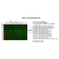 U-Blot® GRP78/BiP Rabbit Monoclonal Antibody – Figure 1 of 2