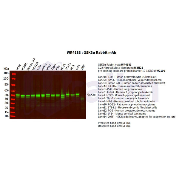U-Blot® GSK3α Rabbit Monoclonal Antibody – Figure 1 of 2