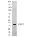 U-Blot® CD99 Rabbit Monoclonal Antibody – Figure 1 of 1