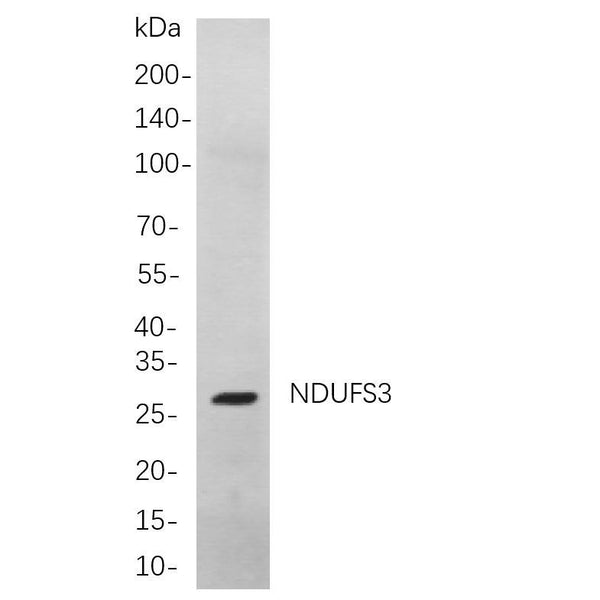 U-Blot® CD99 Rabbit Monoclonal Antibody – Figure 1 of 1
