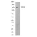 U-Blot® CD31 Rabbit Monoclonal Antibody (PT0350R) – Figure 1 of 1