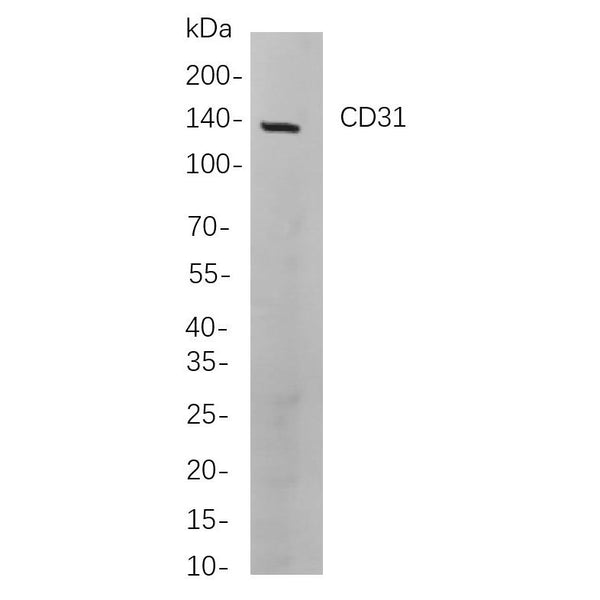 U-Blot® CD31 Rabbit Monoclonal Antibody (PT0350R) – Figure 1 of 1
