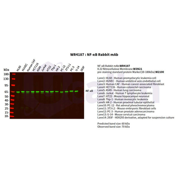 U-Blot® NF-κB p65 Rabbit Monoclonal Antibody – Figure 1 of 2