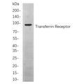 U-Blot® Transferrin Receptor Rabbit Monoclonal Antibody – Figure 1 of 1
