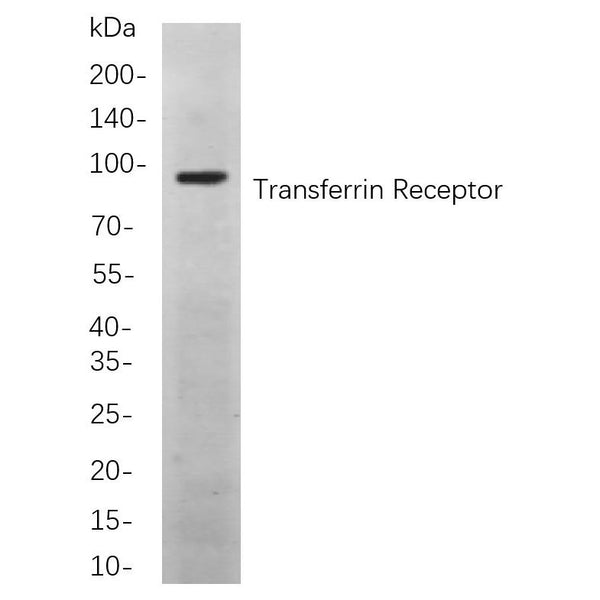 U-Blot® Transferrin Receptor Rabbit Monoclonal Antibody – Figure 1 of 1