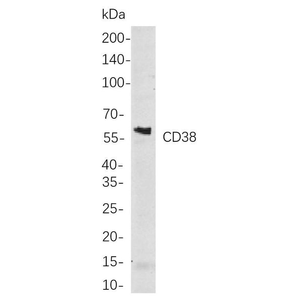 U-Blot® CD38 Rabbit Monoclonal Antibody (PT0361R) – Figure 1 of 1