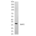 U-Blot® BMP2 Rabbit Monoclonal Antibody – Figure 1 of 1