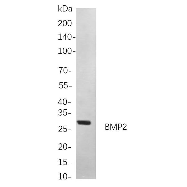 U-Blot® BMP2 Rabbit Monoclonal Antibody – Figure 1 of 1