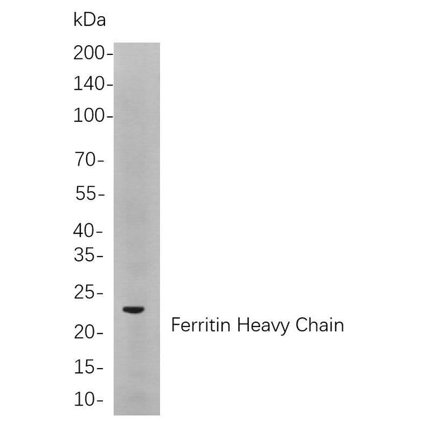U-Blot® Ferritin Heavy Chain Rabbit Monoclonal Antibody (PT0363R) – Figure 1 of 1