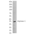 U-Blot® Arginase-1 Rabbit Monoclonal Antibody – Figure 1 of 1