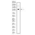 U-Blot® IRE1α Rabbit Monoclonal Antibody – Figure 1 of 1
