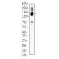 U-Blot® Notch2 Rabbit Monoclonal Antibody – Figure 1 of 1