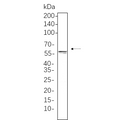 U-Blot® E2F-1 Rabbit Monoclonal Antibody – Figure 1 of 1