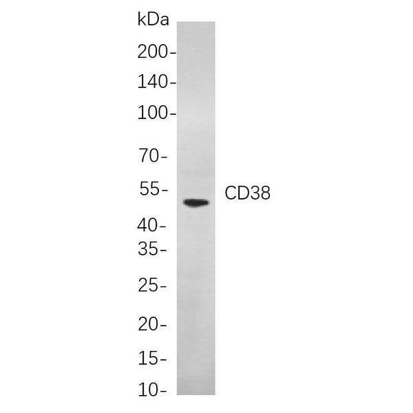U-Blot® CD38 Rabbit Monoclonal Antibody (PT0371R) – Figure 1 of 1
