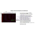 U-Blot® Histone H2A (Ubiquityl Lys119) Rabbit Monoclonal Antibody – Figure 1 of 3