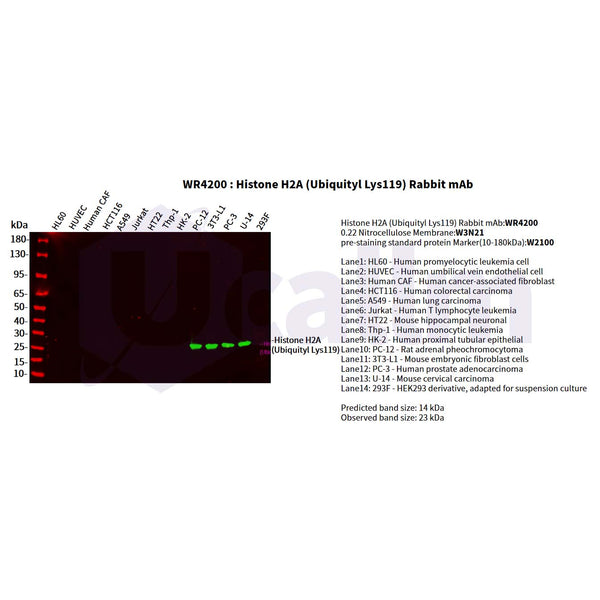 U-Blot® Histone H2A (Ubiquityl Lys119) Rabbit Monoclonal Antibody – Figure 1 of 3