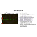 U-Blot® IRF3 Rabbit Monoclonal Antibody – Figure 1 of 4