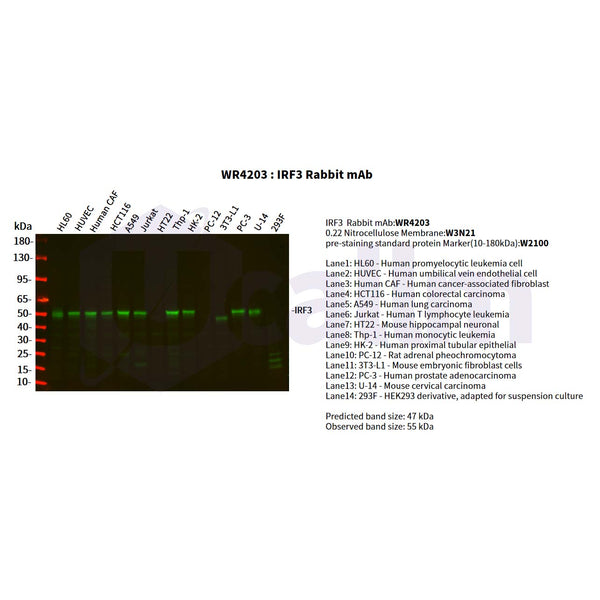 U-Blot® IRF3 Rabbit Monoclonal Antibody – Figure 1 of 4