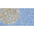 U-Blot® HLA-DR Rabbit Monoclonal Antibody – Figure 2 of 2