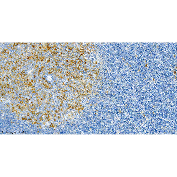 U-Blot® HLA-DR Rabbit Monoclonal Antibody – Figure 2 of 2