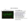 U-Blot® FXR1 Rabbit Monoclonal Antibody – Figure 1 of 2