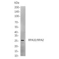 U-Blot® RPS6 (Phospho Ser240/Ser244) Rabbit Monoclonal Antibody – Figure 1 of 1