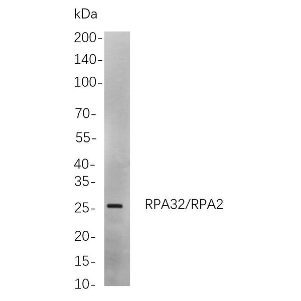 U-Blot® RPS6 (Phospho Ser240/Ser244) Rabbit Monoclonal Antibody – Figure 1 of 1