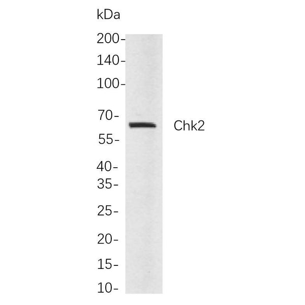 U-Blot® PKR Rabbit Monoclonal Antibody – Figure 1 of 1