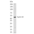 U-Blot® Cyclin A2 Rabbit Monoclonal Antibody – Figure 1 of 1